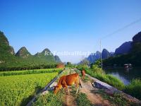 Yulong River in Summer, Yangshuo