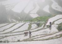 Yunhe Rice Terraces