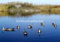 The Birds in Qiqihar Zhalong Nature Preserve