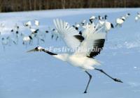 The Red-crowned Cranes in Zhalong Nature Reserve