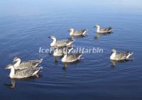 The Birds in Zhalong Nature Preserve