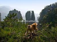 Zhangjiajie National Forest Park