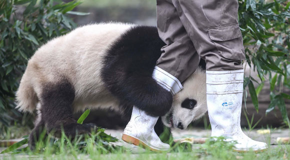 3-day Chengdu and Dujiangyan Panda Volunteer Tour