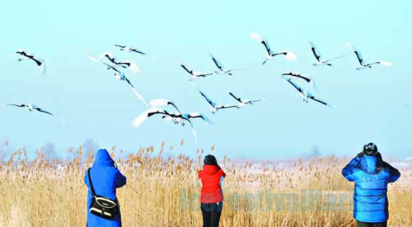 5-day Harbin Qiqihar Wudalianchi Winter Adventure Tour