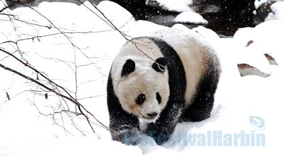 3-day A Taste of Chengdu In Winter